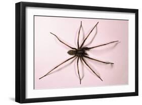 House Spider Hairy-null-Framed Photographic Print