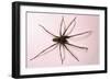 House Spider Hairy-null-Framed Photographic Print