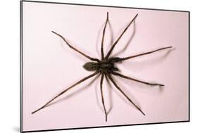 House Spider Hairy-null-Mounted Photographic Print