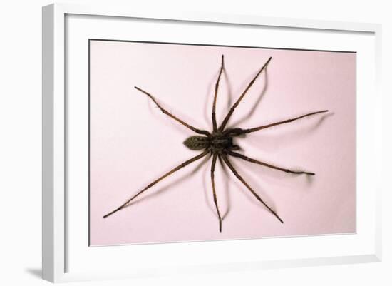 House Spider Hairy-null-Framed Photographic Print