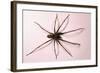 House Spider Hairy-null-Framed Photographic Print