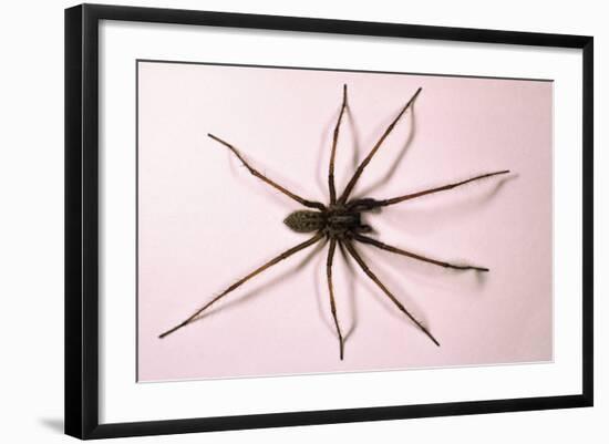 House Spider Hairy-null-Framed Photographic Print