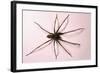 House Spider Hairy-null-Framed Photographic Print