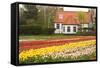 House with Tulipfield-Colette2-Framed Stretched Canvas