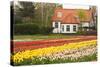 House with Tulipfield-Colette2-Stretched Canvas