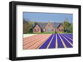 House with View on Hyacinthfields-Colette2-Framed Photographic Print