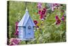 House Wren at Blue Nest Box Near Hollyhocks. Marion, Illinois, Usa-Richard ans Susan Day-Stretched Canvas