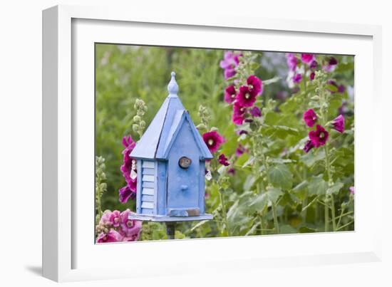 House Wren at Blue Nest Box Near Hollyhocks. Marion, Illinois, Usa-Richard ans Susan Day-Framed Photographic Print