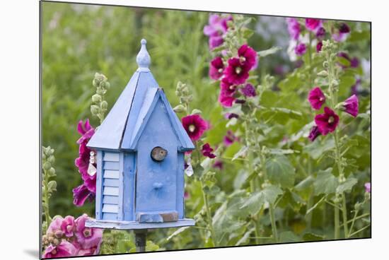 House Wren at Blue Nest Box Near Hollyhocks. Marion, Illinois, Usa-Richard ans Susan Day-Mounted Photographic Print