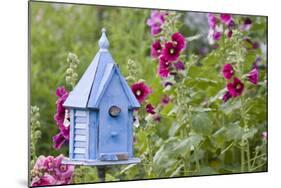 House Wren at Blue Nest Box Near Hollyhocks. Marion, Illinois, Usa-Richard ans Susan Day-Mounted Photographic Print