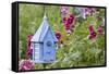 House Wren at Blue Nest Box Near Hollyhocks. Marion, Illinois, Usa-Richard ans Susan Day-Framed Stretched Canvas