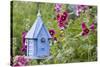 House Wren at Blue Nest Box Near Hollyhocks. Marion, Illinois, Usa-Richard ans Susan Day-Stretched Canvas