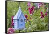 House Wren at Blue Nest Box Near Hollyhocks. Marion, Illinois, Usa-Richard ans Susan Day-Framed Stretched Canvas