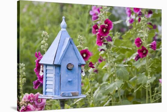 House Wren at Blue Nest Box Near Hollyhocks. Marion, Illinois, Usa-Richard ans Susan Day-Stretched Canvas