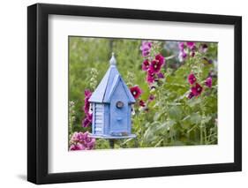 House Wren at Blue Nest Box Near Hollyhocks. Marion, Illinois, Usa-Richard ans Susan Day-Framed Photographic Print