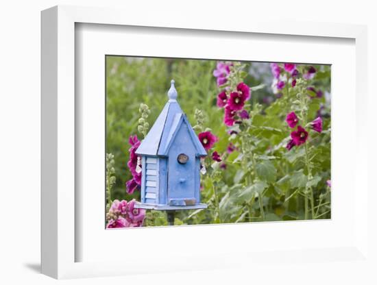 House Wren at Blue Nest Box Near Hollyhocks. Marion, Illinois, Usa-Richard ans Susan Day-Framed Photographic Print