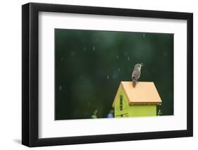 House Wren, male singing in the rain on nest box, Illinois-Richard & Susan Day-Framed Premium Photographic Print