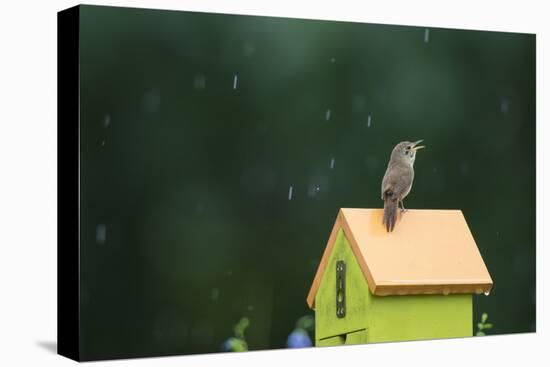 House Wren, male singing in the rain on nest box, Illinois-Richard & Susan Day-Stretched Canvas