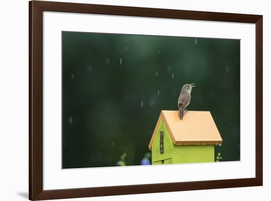 House Wren, male singing in the rain on nest box, Illinois-Richard & Susan Day-Framed Premium Photographic Print