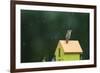 House Wren, male singing in the rain on nest box, Illinois-Richard & Susan Day-Framed Premium Photographic Print