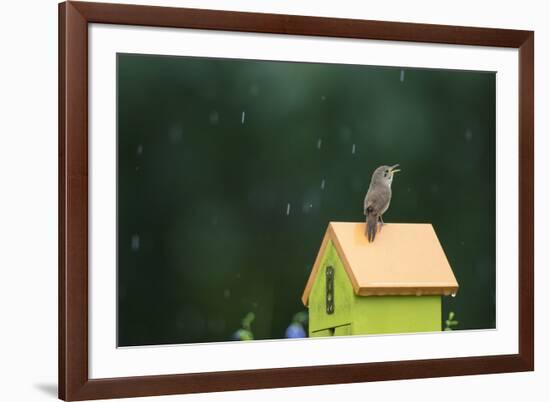 House Wren, male singing in the rain on nest box, Illinois-Richard & Susan Day-Framed Premium Photographic Print