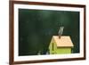 House Wren, male singing in the rain on nest box, Illinois-Richard & Susan Day-Framed Premium Photographic Print
