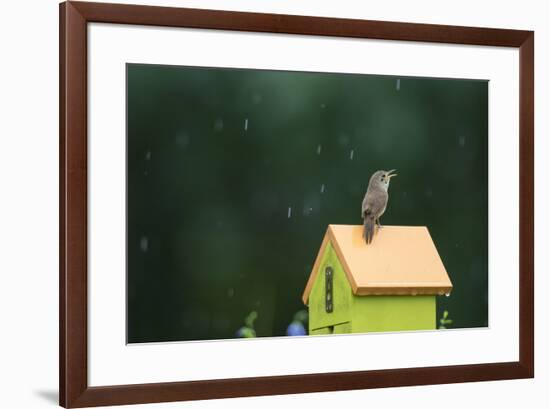 House Wren, male singing in the rain on nest box, Illinois-Richard & Susan Day-Framed Premium Photographic Print