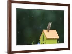 House Wren, male singing in the rain on nest box, Illinois-Richard & Susan Day-Framed Premium Photographic Print