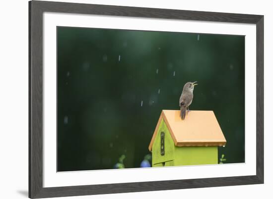 House Wren, male singing in the rain on nest box, Illinois-Richard & Susan Day-Framed Premium Photographic Print