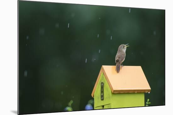 House Wren, male singing in the rain on nest box, Illinois-Richard & Susan Day-Mounted Premium Photographic Print