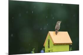 House Wren, male singing in the rain on nest box, Illinois-Richard & Susan Day-Mounted Premium Photographic Print