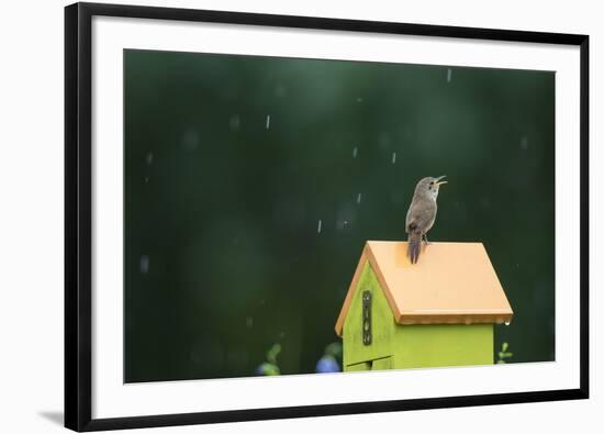 House Wren, male singing in the rain on nest box, Illinois-Richard & Susan Day-Framed Photographic Print