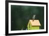 House Wren, male singing in the rain on nest box, Illinois-Richard & Susan Day-Framed Photographic Print