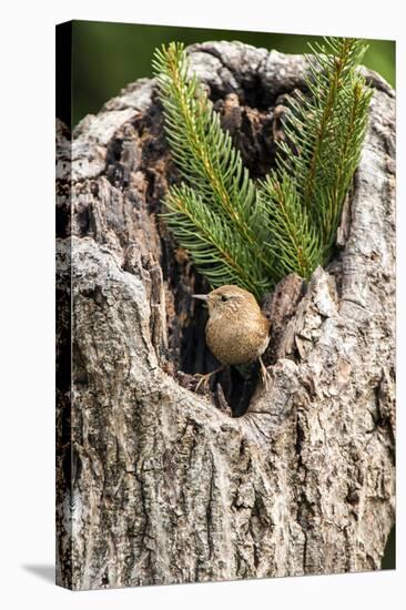 House Wren-Gary Carter-Stretched Canvas