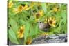 House Wren-Gary Carter-Stretched Canvas