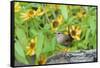 House Wren-Gary Carter-Framed Stretched Canvas