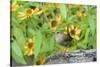 House Wren-Gary Carter-Stretched Canvas