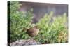 House Wren-Gary Carter-Stretched Canvas