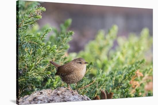 House Wren-Gary Carter-Stretched Canvas