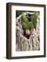 House Wren-Gary Carter-Framed Photographic Print