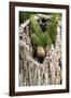 House Wren-Gary Carter-Framed Photographic Print