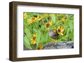 House Wren-Gary Carter-Framed Photographic Print