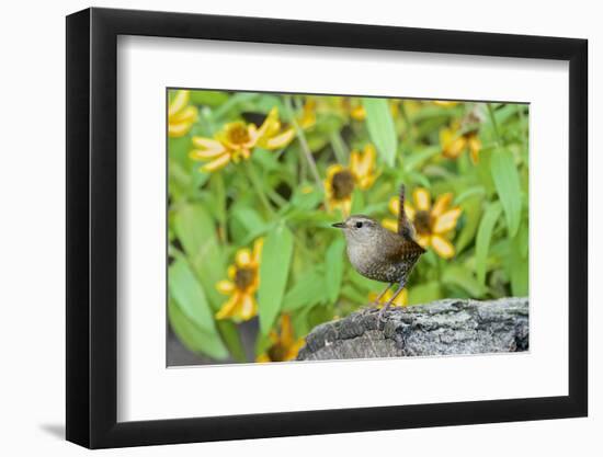 House Wren-Gary Carter-Framed Photographic Print