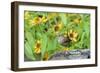 House Wren-Gary Carter-Framed Photographic Print