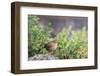 House Wren-Gary Carter-Framed Photographic Print