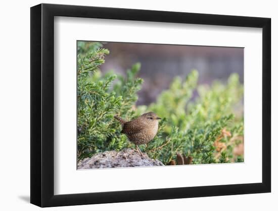 House Wren-Gary Carter-Framed Photographic Print