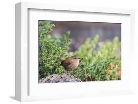 House Wren-Gary Carter-Framed Photographic Print