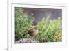 House Wren-Gary Carter-Framed Photographic Print