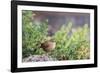 House Wren-Gary Carter-Framed Photographic Print