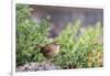 House Wren-Gary Carter-Framed Photographic Print